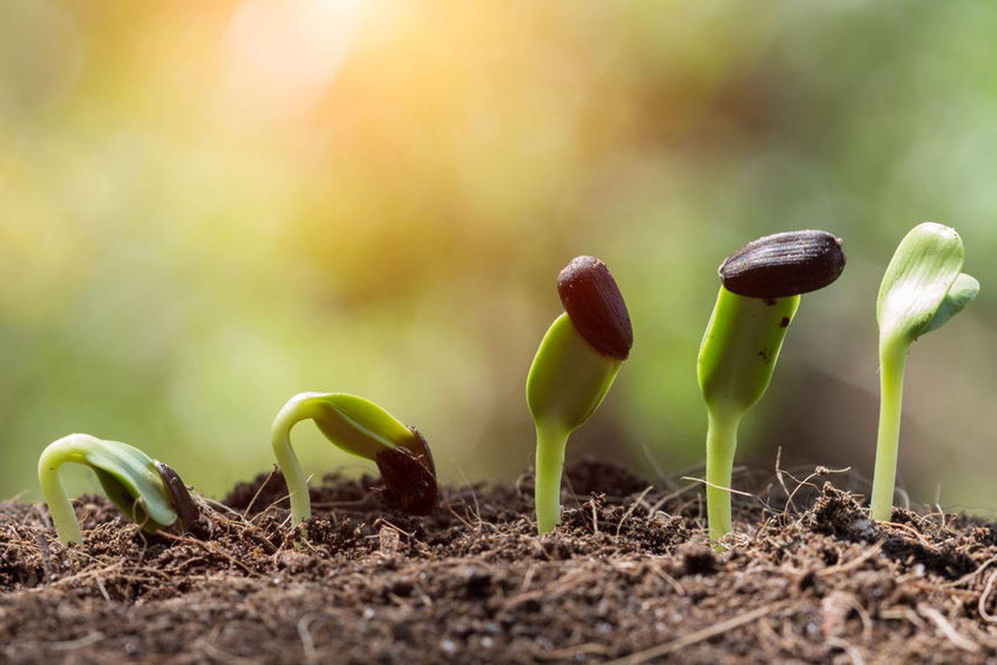 36440830 - seed root on soil with sunbeam begining concept